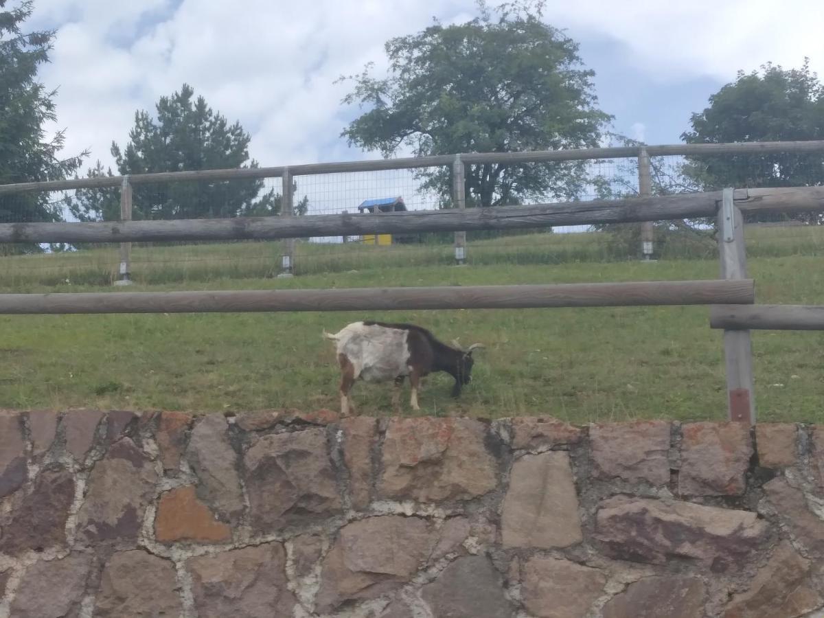 La Casa Di Grace Nella Valle Incantantata Carano  Eksteriør billede